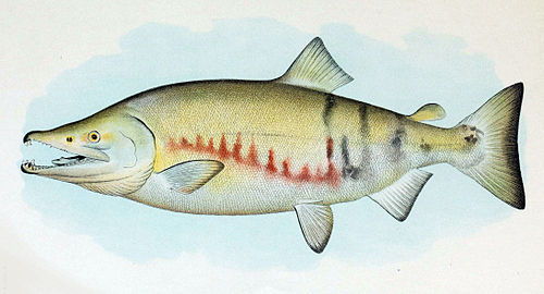 chum salmon